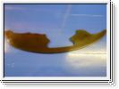 Abschlu�blech Epoxy Typ4 f. Porschegebl�sesystem